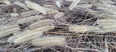 Enlarge photo 161