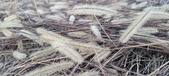 Enlarge photo 163