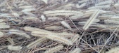 Enlarge photo 164