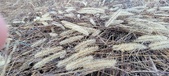 Enlarge photo 167