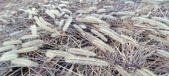 Enlarge photo 166