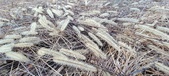 Enlarge photo 165