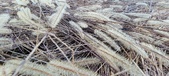 Enlarge photo 170