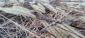 Enlarge photo 171