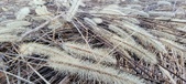 Enlarge photo 174