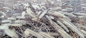 Enlarge photo 173
