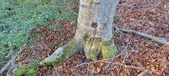 Enlarge photo 333