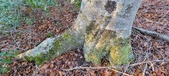 Enlarge photo 335