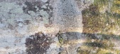 Enlarge photo 342