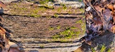 Enlarge photo 396