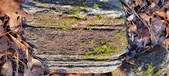 Enlarge photo 403