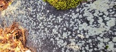 Enlarge photo 413