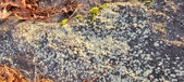 Enlarge photo 412