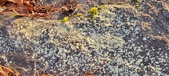 Enlarge photo 419