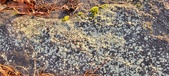 Enlarge photo 418