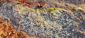Enlarge photo 417