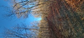 Enlarge photo 460