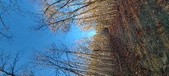 Enlarge photo 461