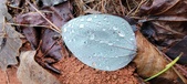 Enlarge photo 438