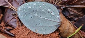 Enlarge photo 439