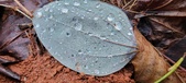 Enlarge photo 443