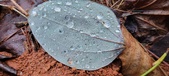 Enlarge photo 442