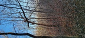 Enlarge photo 445