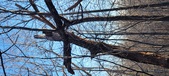 Enlarge photo 447