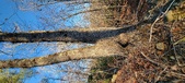 Enlarge photo 453