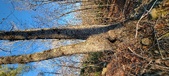 Enlarge photo 455