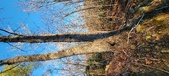 Enlarge photo 457