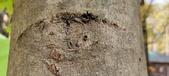 Enlarge photo 218