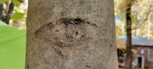 Enlarge photo 219