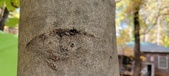 Enlarge photo 220