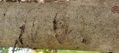 Enlarge photo 221