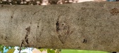 Enlarge photo 222