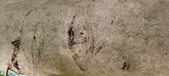 Enlarge photo 226
