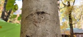 Enlarge photo 225