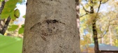 Enlarge photo 223