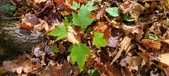 Enlarge photo 326