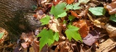 Enlarge photo 328