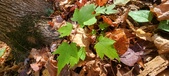 Enlarge photo 332