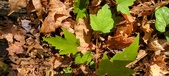 Enlarge photo 331