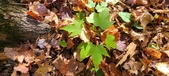 Enlarge photo 330