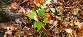 Enlarge photo 329