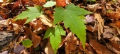 Enlarge photo 333