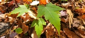 Enlarge photo 334