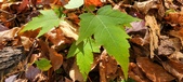 Enlarge photo 335