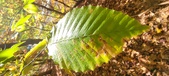 Enlarge photo 338