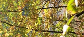 Enlarge photo 344